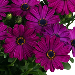 Osteospermum Soleo Purple